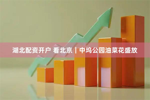 湖北配资开户 看北京｜中坞公园油菜花盛放